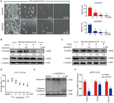 An FGFR/AKT/SOX2 Signaling Axis Controls Pancreatic Cancer Stemness